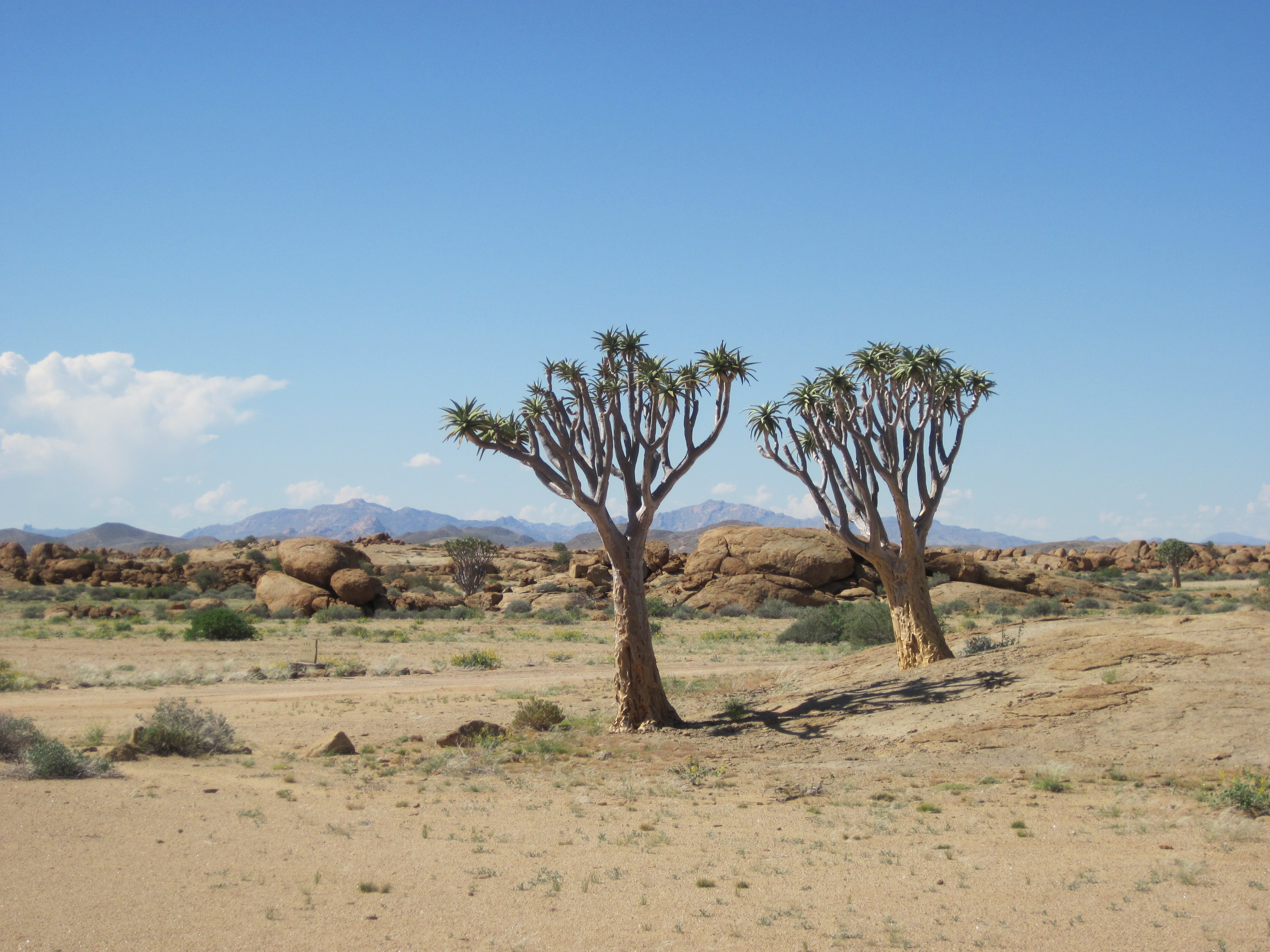 Aloe Dichotoma