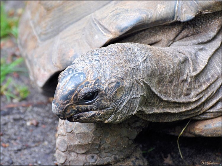 Photo de tortue terrestre du Zoo de Pessac