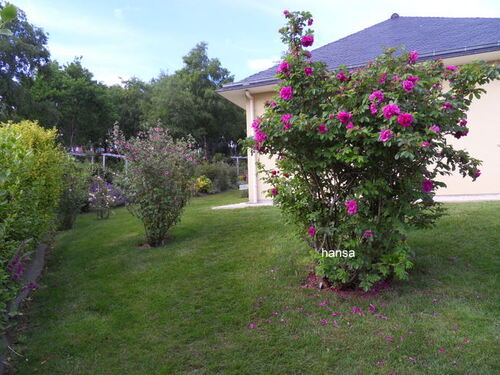 JARDIN DE ROSES