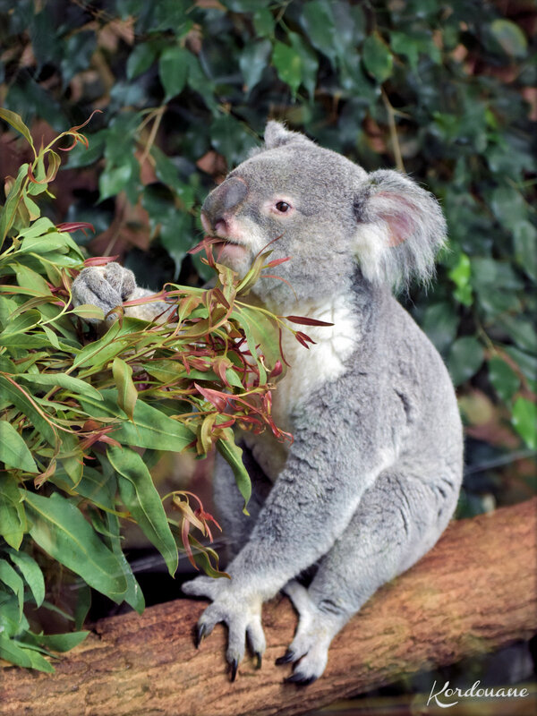 Photos de Koala - Zoo de Beauval