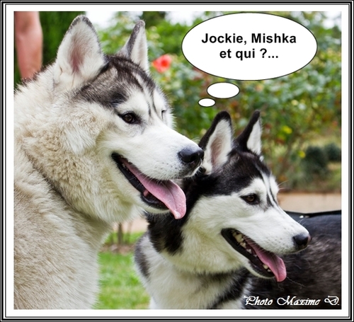 Rencontre Nouchka, Jockie et Mishka (23 juillet 2017)