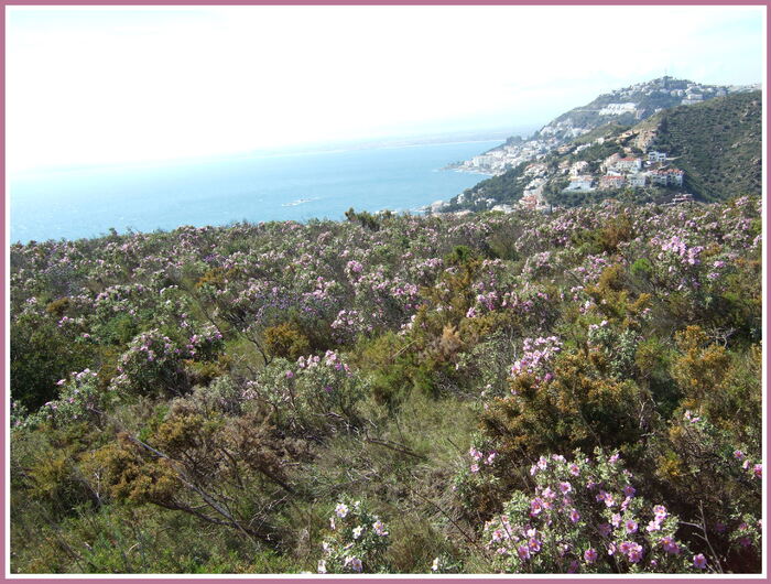 Sur le sentier des cystes...