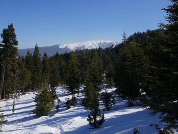 Montée dans une clairière