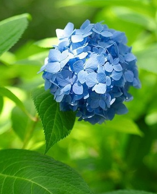 L'hortensia bleu ...