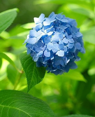 L'hortensia bleu ... 