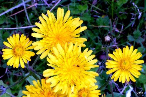 Fleurs sauvages : jaune !