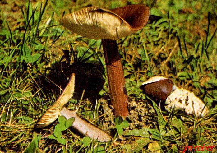 la famille des champignons , les amanites