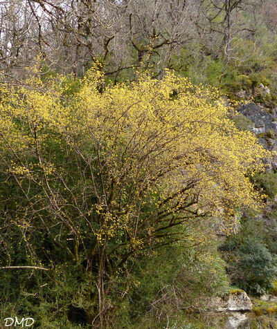 Cornus mas - cornouiller mâle