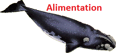 ~ La Baleine australe ~