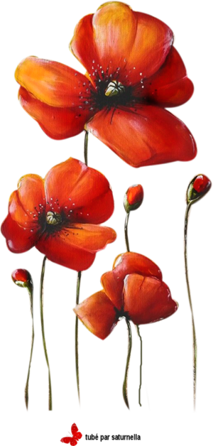 Coquelicots