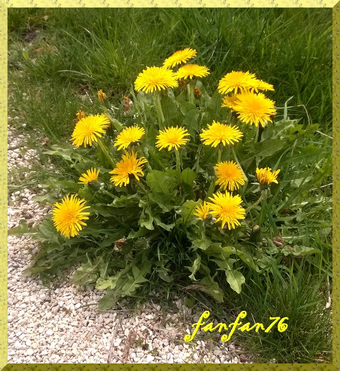                                                                                                         Jolies fleurs dans la nature