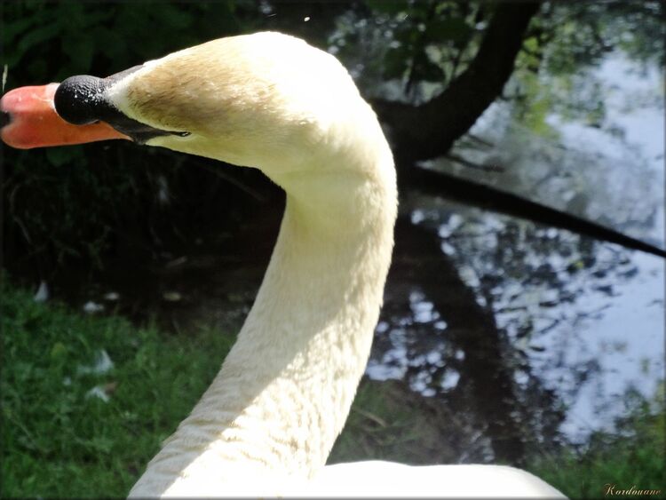 Photo de cygne tuberculé à Coëx en Vendée