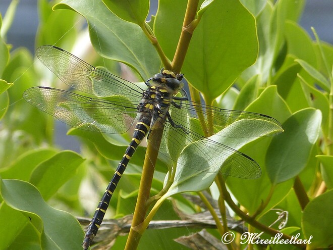 Dans mon jardin.