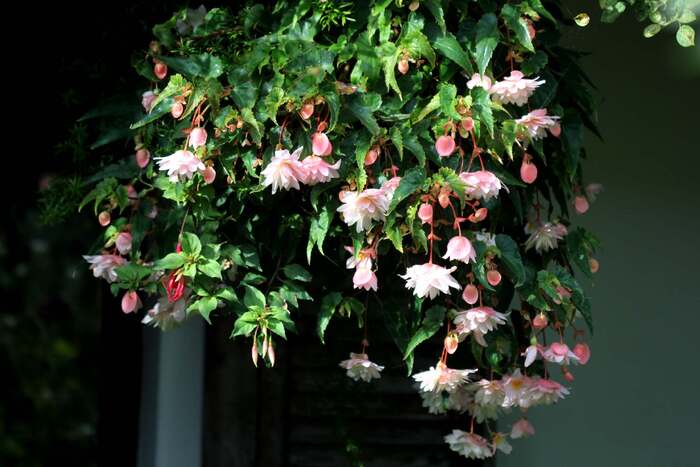 Hanging baskets : le bilan (3/8)