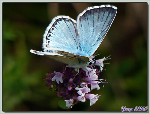 Azuré bleu-nacré mâle (Polyommatus coridon) - Verdun-sur-Ariège - 09