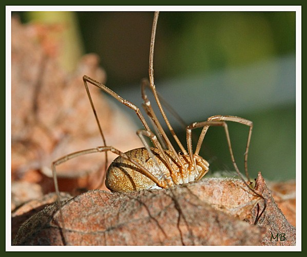 Arachnides 4699