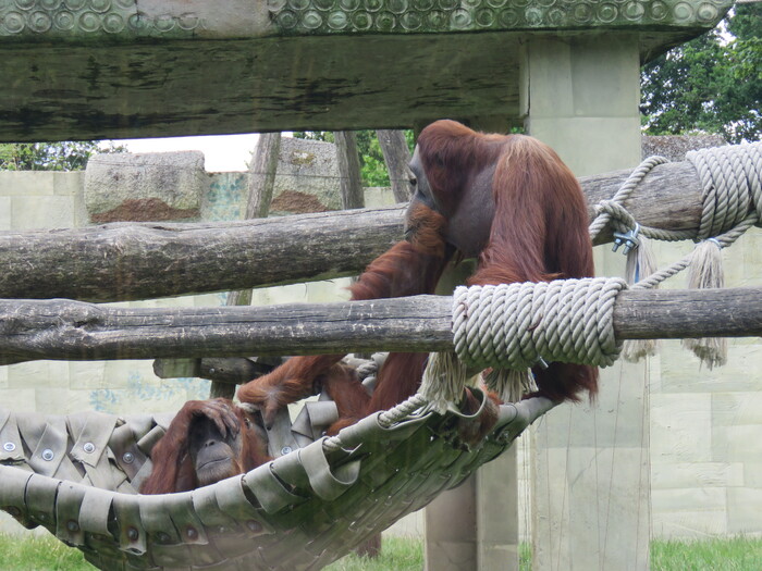 Zoo de la Boissière Du Doré (19).