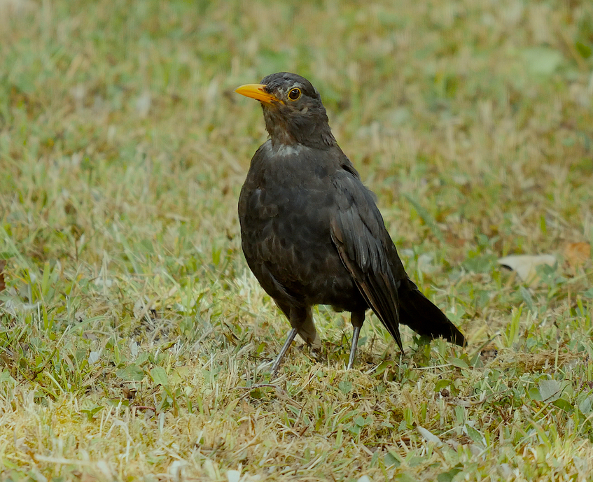 Le merle noir (Turdus merula)