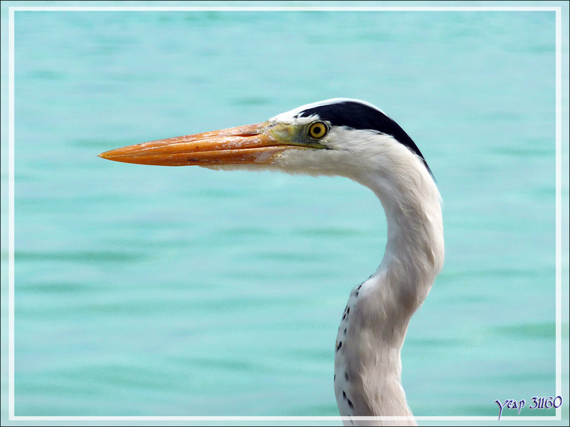 Héron cendré, Grey Heron (Ardea cinerea) - Athuruga - Atoll d'Ari - Maldives