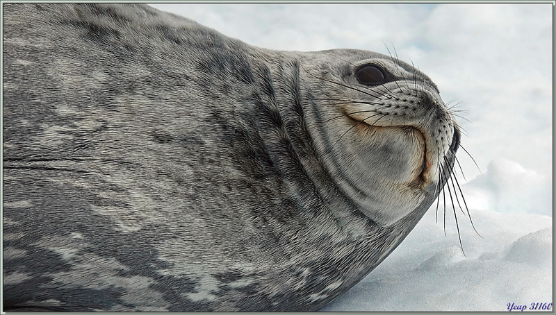 09/03/22 : nous quittons la plage de Néko Harbour, sur le trajet vers le navire, nous rencontrons un phoque léopard qui fait le beau devant nos appareils photos - Terre de Graham - Antarctique
