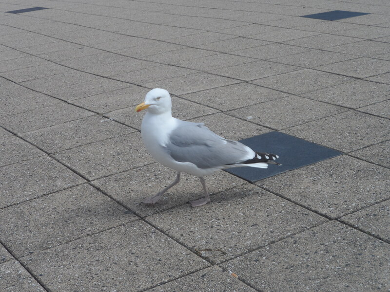 SCHEVENINGEN  EN  HOLLANDE