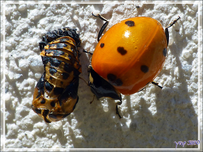 Ponte et naissances de Coccinelles à sept points (Coccinella septempunctata) - 2ème partie : des larves à l'imago - La Couarde-sur-Mer - Île de Ré - 17