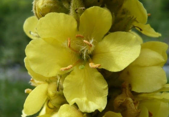 med-fleur-de-molene-visoflora-13231.jpg