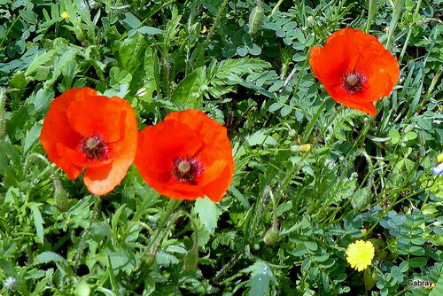 Les coquelicots ! 