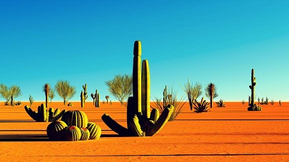 Le cactus dans tous ses états ... 