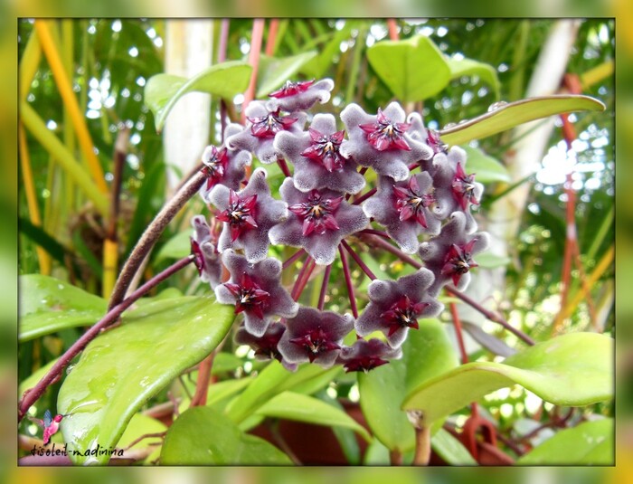 Hoya hawaiian royal purple