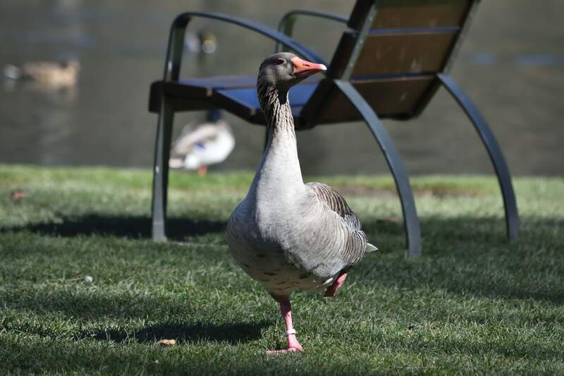 2018.03.08 Parc de Vizille