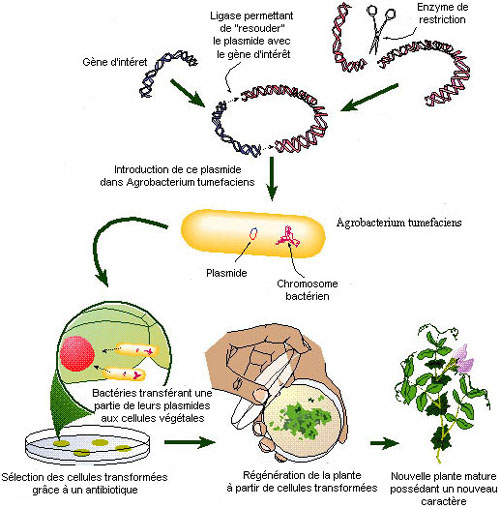 an introduction to chitabiase from vibrio harveyi Unique and conserved genome regions in vibrio harveyi and related species in comparison with the shrimp pathogen vibrio harveyi caim 1792. an introduction to chitabiase from vibrio harveyi Unique and conserved genome regions in vibrio harveyi and related species in comparison with the shrimp pathogen vibrio harveyi caim 1792.