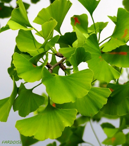 Les belles volutes des feuilles du ginkgo 