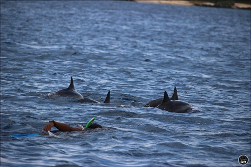 Voire et nager avec les dauphins à l'île Maurice