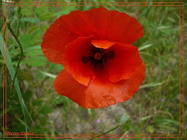 Coquelicot-copie-1