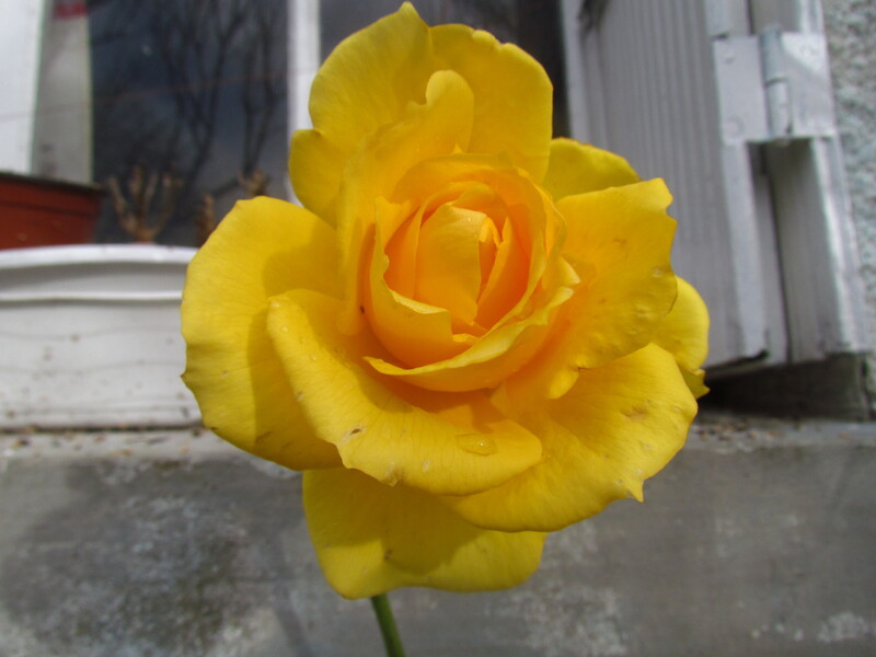 LES FLEURS DE MON JARDIN .