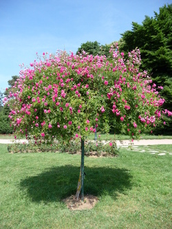 Un dimanche au milieu des roses  ... 