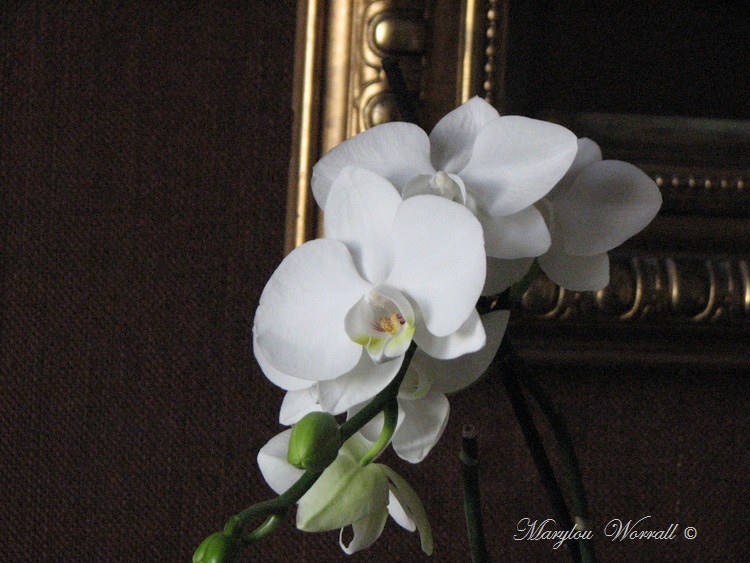 Orchidée blanche et carte postale