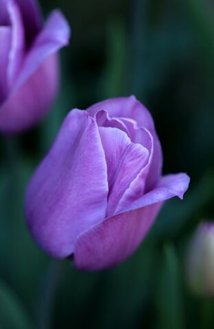 Tulipes 2022 : Violet Beauty