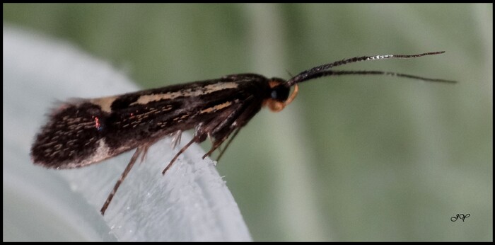 Micro papillon.