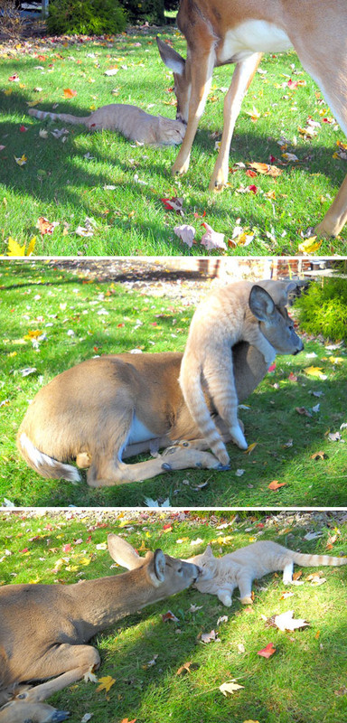 Tendresse animale ... et si les humains les imitaient !