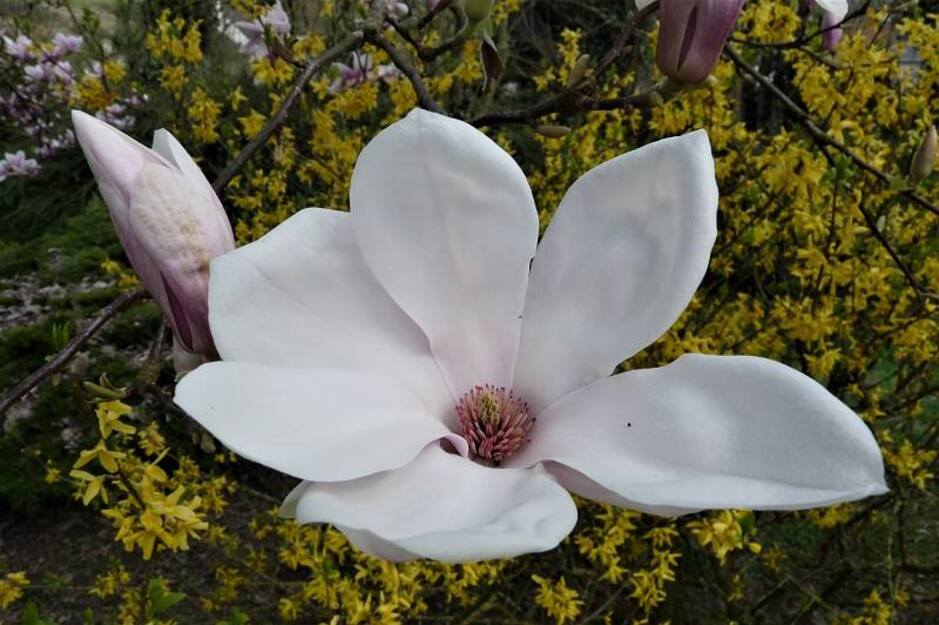 Notre magnolia