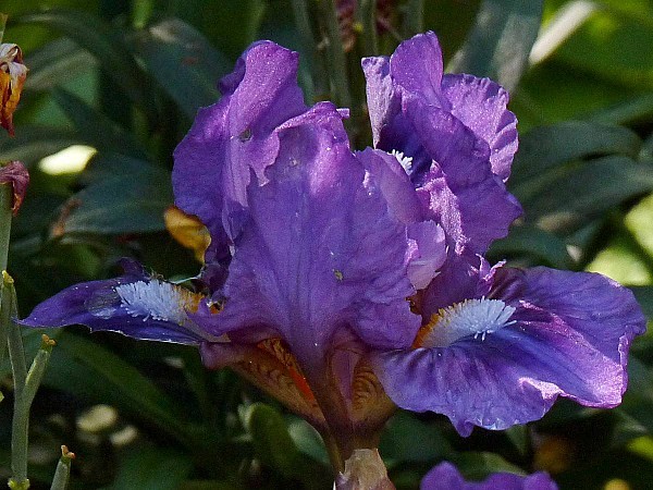 Iris LL GP