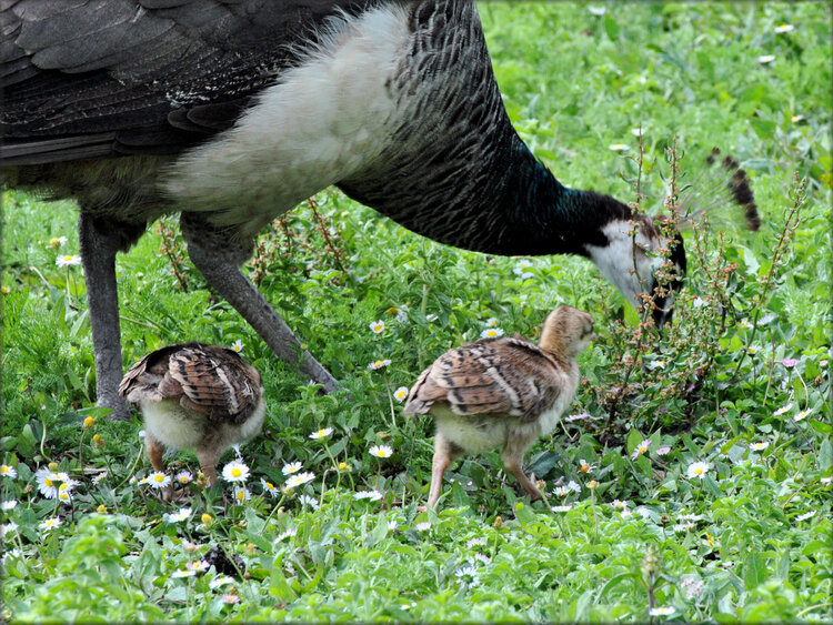 Madame Paon et ses petits - Marais aux Oiseaux