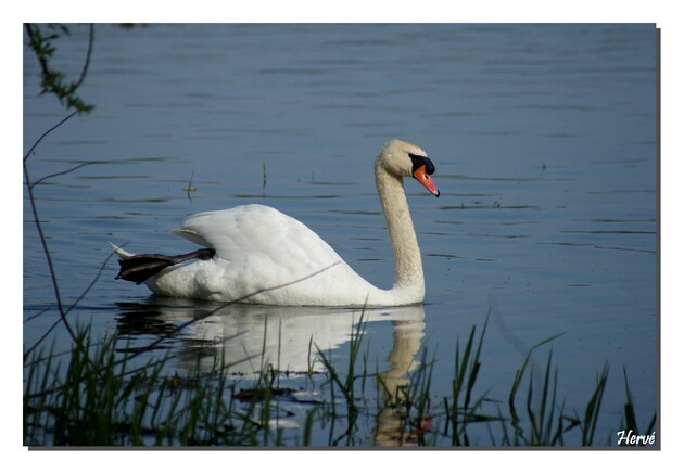 Les oiseaux au Lac du Der.