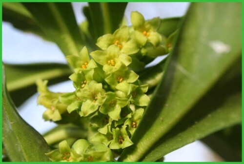 Fleur cultivée : Daphné