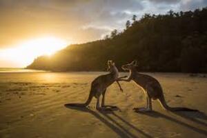 season balloons australia kangaroos koalas
