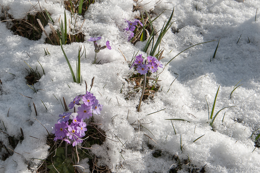 RÃ©sultat de recherche d'images pour "images de primevÃ¨res dans la neige"