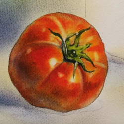 Nature morte aux tomates - réalisation de l'aquarelle en quelques vidéos.