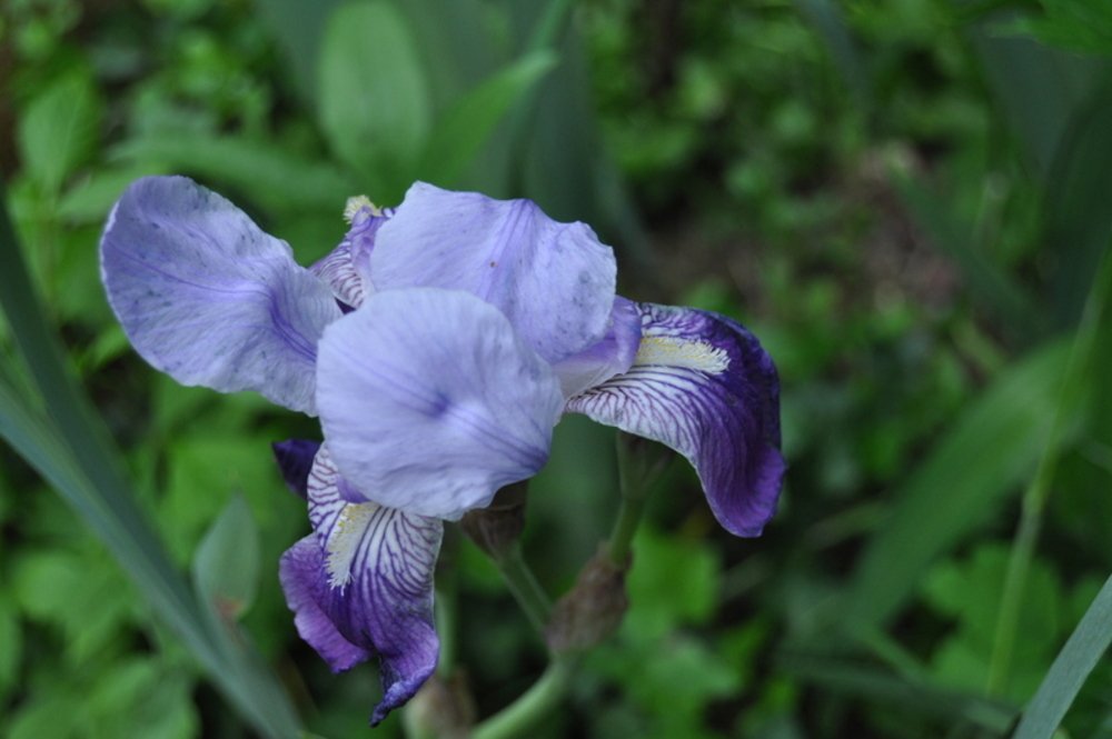 Iris